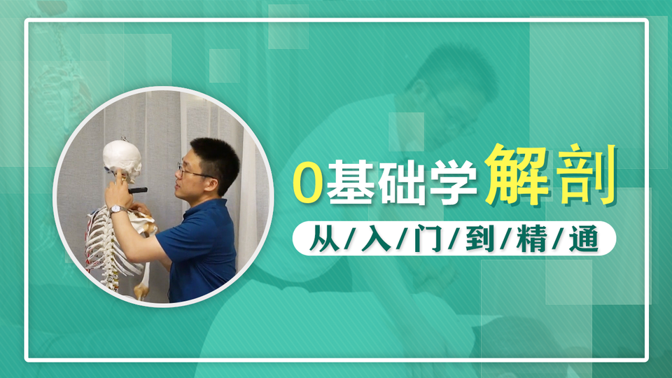 0基础学解剖，从入门到精通（28节系列课）J